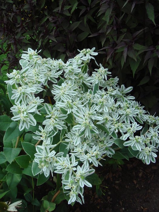 Euphorbia marginata
